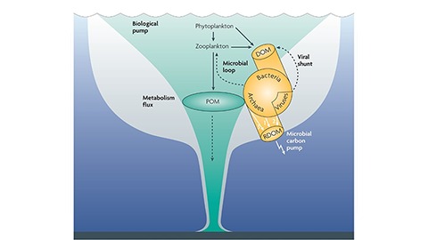 Microbial production of recalcitrant  dissolved organic matter: long-term  carbon storage in the global ocean