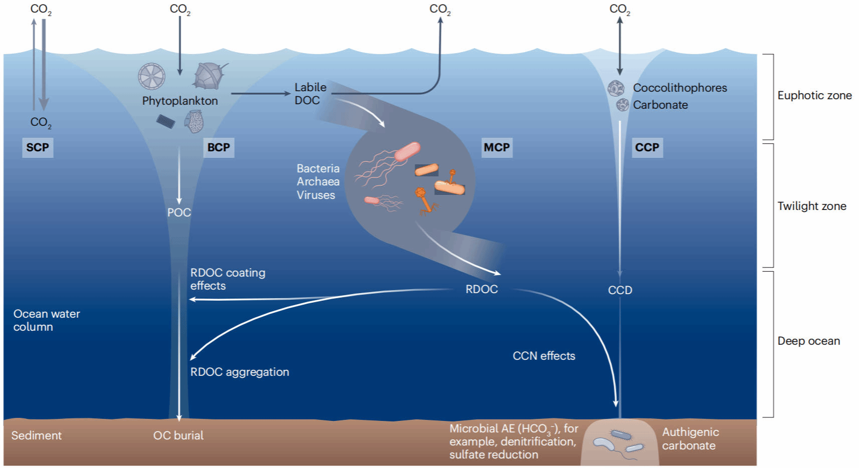 The microbial carbon pump and climate change